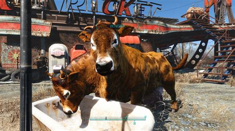fallout 4 brahmin